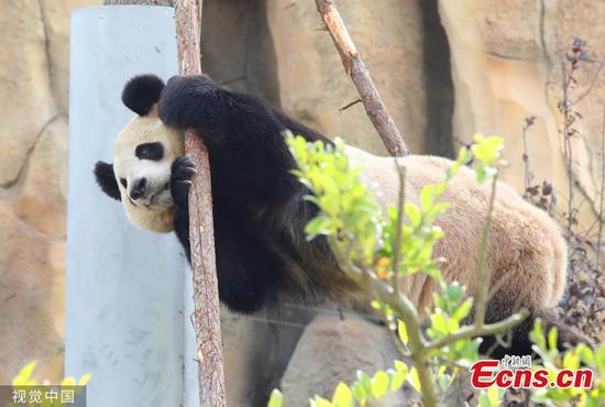 Giant panda draws visitors to zoo