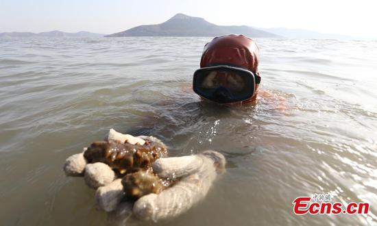 Sea cucumber harvest in Dalian