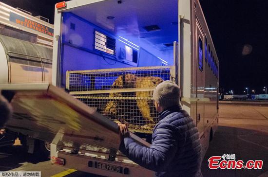 Polish zoo to rescue nine tigers stuck at Belarus border