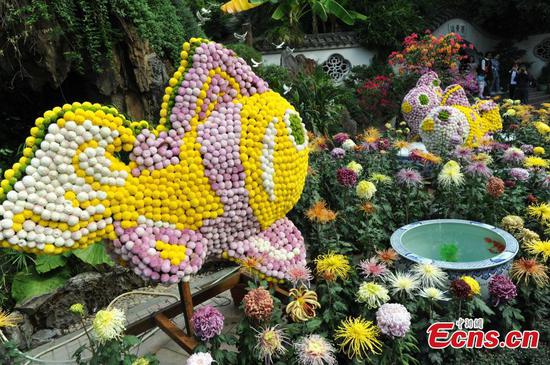 20,000 pots of chrysanthemums attract tourists 