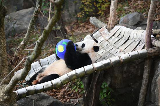 U.S.-born male giant panda Bei Bei is seen at the Smithsonian's National Zoo in Washington D.C., the United States, on Nov. 11, 2019. (Xinhua/Liu Jie)