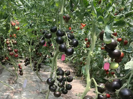 Purple-fleshed tomatoes which have high anthocyanins accumulation in both the peel and flesh. (Photo provided to Xinhua)