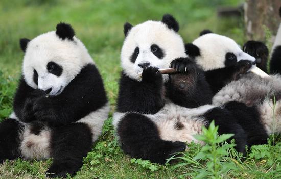 Number of captive pandas increases to 600 globally