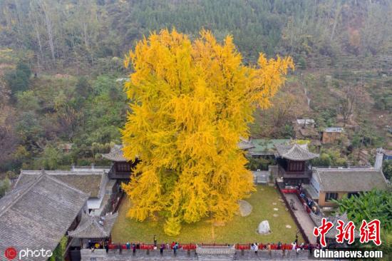 The 1,400-year-old ginkgo tree stands at the center of the courtyard of the ancient temple in Xi'an, Northwest China's Shaanxi Province. (Photo/IC)