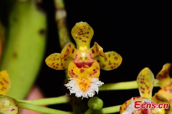 11 new plant species found in Hainan