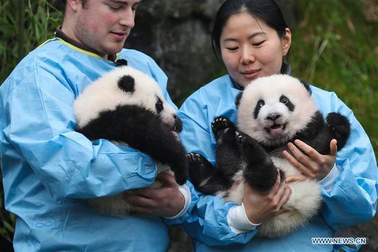 Zookeepers hold the panda twins 