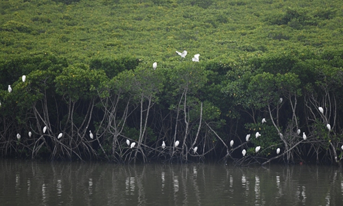 Egrets rest in mangrove forest in Dongzhaigang National Nature Reserve in south China's Hainan Province, Oct. 17, 2019. (Xinhua/Yang Guanyu)