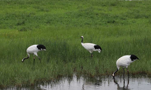 Red-crowned cranes are seen at Zhalong National Nature Reserve in Qiqihar, northeast China's Heilongjiang Province, July 23, 2019. (Photo by Sun Xiaoyu/Xinhua)