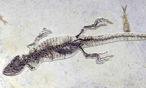A lizard fossil contains crayfish remains in its stomach. (Photo/Courtesy of Xing Lida)