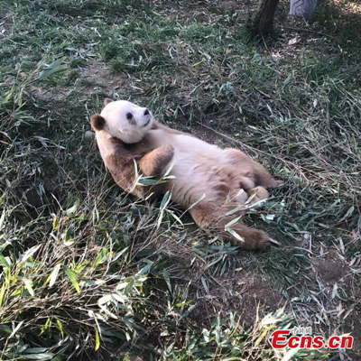 The male brown-and-white panda Qizai (meaning 