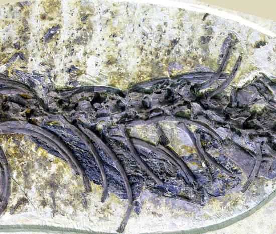 Photo taken on June 24, 2018 shows the stomach of the lizard fossil found in northeast China. (Provided to Xinhua)