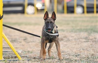 A cloned dog joins the Beijing police force in Beijing, Nov. 20, 2019. (Photo/Beijing News)