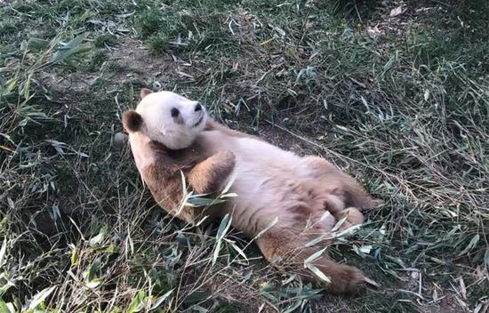 Pandas International adopts world's only captive brown giant panda 