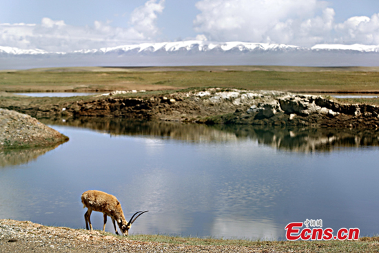 A Tibetan antelope grazes at a lake in Qinghai Province. (File photo/China News Service)