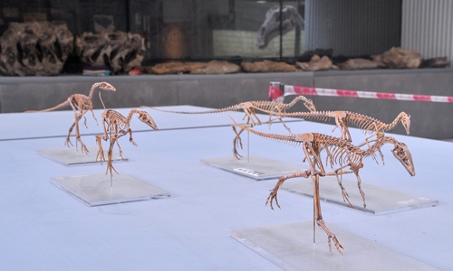 Models depict the Xunmenglong yingliangis, a newly discovered dinosaur species in North China's Hebei Province in 2019. (Photo/courtesy of Xing Lida)