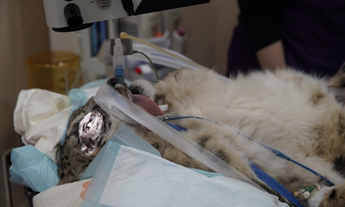 Chinese veterinarians successfully completed the world’s first cataract surgery on a snow leopard on November 26 in Northwest China’s Qinghai Province. （Photo/Courtesy of Xining Zoo）
