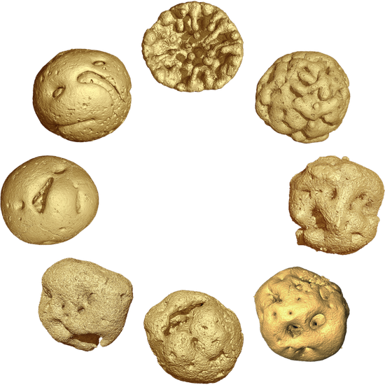 Proposed life cycle of the embryo fossil. (Photo provided to Xinhua)