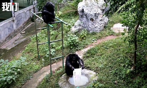 A male chimpanzee in Chongqing washes a shirt using soap and a scrub brush after observing zookeeper do her laundry. (Photo/Screenshot from video by WEVIDEO)