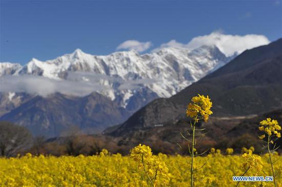 Scenery of cole flower field in China's Tibet