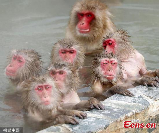 Japanese monkeys in Hokkaido garden relax in hot spring