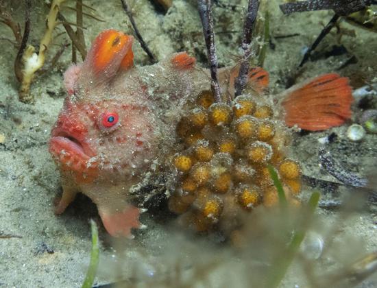 An adult Red handfish with an egg mass. (Photo credit: IMAS)