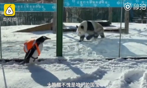 Seeing black and white: A penguin and panda meet up at the Harbin Polarland zoo in Harbin, Northeast China's Heilongjiang Province. (Photo/Screenshot from video by Pear Video)