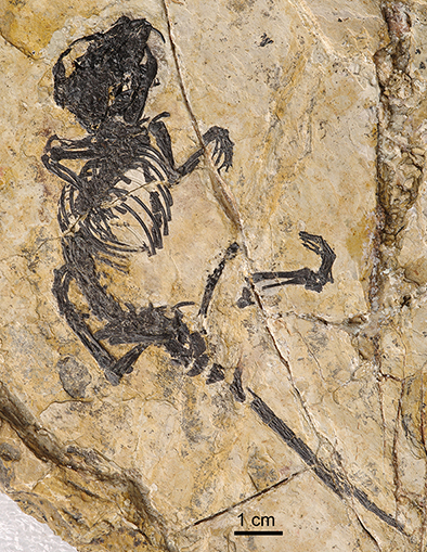 The fossil of a new Cretaceous mammal species found in Northeast China's Liaoning province. (Photo/cas.cn)