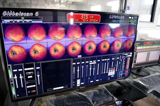 An equipment detects apple quality indicators such as color, size, weight and sweetness in a fruit company in Aksu Prefecture, northwest China's Xinjiang Uygur Autonomous Region, Nov. 28, 2019. (Xinhua/Song Yanhua)
