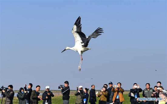 120 cured migrant birds released into wild in Jiangxi