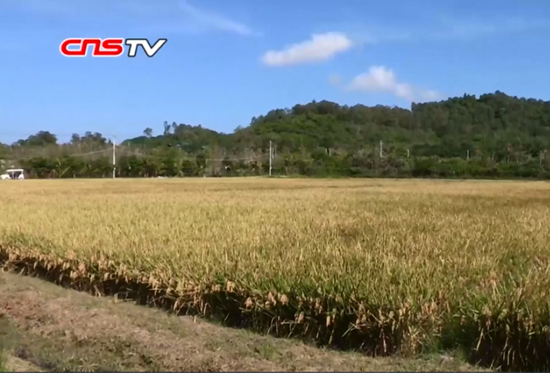 Hybrid rice grows in Madagascar. (Video screenshot on CNS TV)