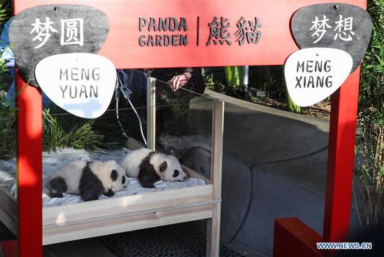 Berlin Zoo reveals names of panda twins