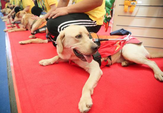 Photo taken on Aug. 21, 2019 shows guide dogs at the 22nd Pet Fair Asia 2019 in Shanghai, east China. (Xinhua/Ding Ting)