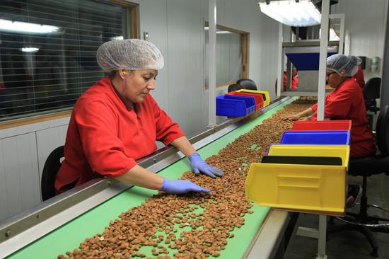 Workers process almond at a processing plant of Travaille and Phippen, an almond growing and processing enterprise, in Modesto, the United States, on April 25, 2018. (Xinhua/Gao Shan)
