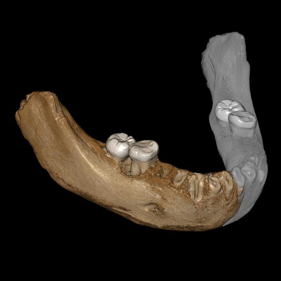 Based on the right half of the lower jaw, researchers reconstruct the mandible using digital technology. (Lanzhou University/Zhang Dongju)