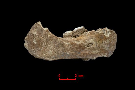 Part of a fossilized lower jaw, found in the Xiahe County of Gansu Province in the northeastern part of the Qinghai-Tibet Plateau, is believed to belong to the ancient Denisovans. (Lanzhou University/Zhang Dongju)