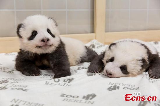 Berlin Zoo’s twin panda cubs Meng Xiang and Meng Yuan are nominated as finalists of “panda cub of the year”, a category under the Giant Panda Global Awards this year. (Photo provided to China News Service)