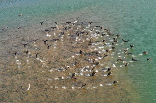 Aerial photo shows birds in the Yellow River Wetland National Nature Reserve in Luoyang City, central China's Henan Province, Dec. 5, 2019. (Xinhua/Feng Dapeng)