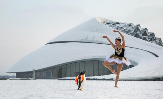 Penguin dances with Russian 'swan' at Harbin Grand Theatre