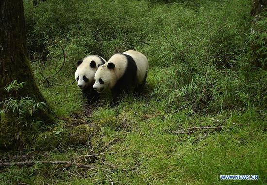 Wild sub-adult panda twins discovered in Sichuan