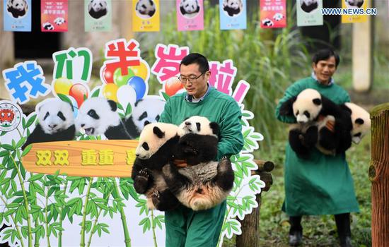 Zoo held half-year-old birthday celebration for four panda cubs in Chongqing