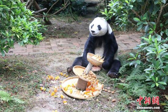 Panda Meihin enjoys his birthday dinner on Dec. 23, 2019. (Photo/China News Service)