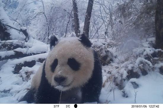 Photo taken on Jan. 6, 2018 by an infrared camera shows a wild giant panda in Baishuijiang National Nature Reserve in northwest China's Gansu Province. (Xinhua/Baishuijiang National Nature Reserve)