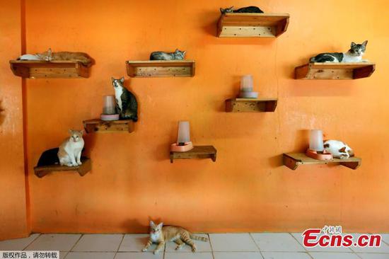 In pics: Cat shelter in Indonesia