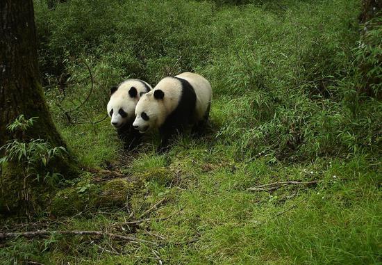 The image captured by an infrared camera on July 24, 2019 shows a pair of sub-adult giant panda twins at Wolong National Nature Reserve in southwest China's Sichuan Province. (Xinhua)