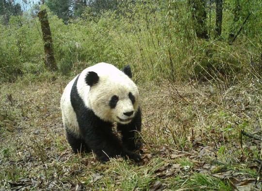 Infrared cameras have captured images of pandas in the Baishuijiang Nature Reserve in Gansu Province, April 13, 2019. (Photo/Xinhua)