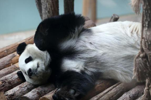 Pandas embrace wintry conditions on Qinghai-Tibet Plateau