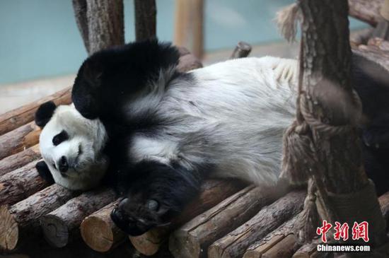 A panda plays at the Panda House of the Qinghai-Tibet Plateau Wild Zoo, Dec. 26, 2019. (Photo/China News Service)