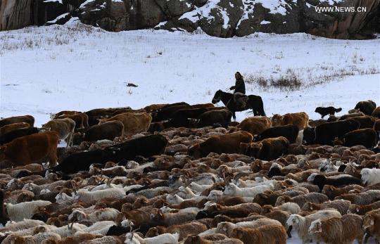 A herdsman performs driving livestock at the second Sawur cultural tourism festival on animal husbandry in winter in Jeminay county, Northwest China's Xinjiang Uygur autonomous region, Dec 29, 2019. (Photo/Xinhua)
