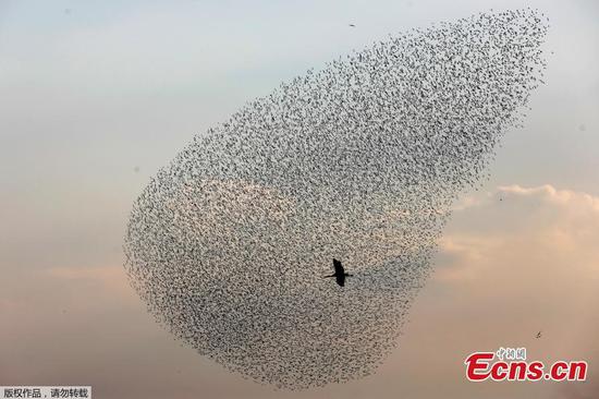 In pics: The murmurations of starlings