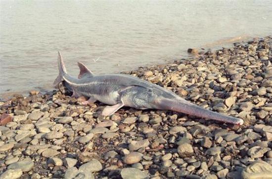 File photo of a Chinese paddlefish. (Photo source: Chutian Metropolis Daily)